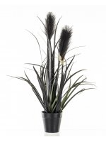 Roślina Dekoracyjna