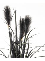 Roślina Dekoracyjna