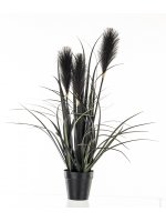 Roślina Dekoracyjna