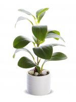 Roślina Dekoracyjna