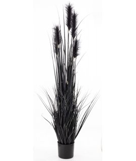 Roślina Dekoracyjna