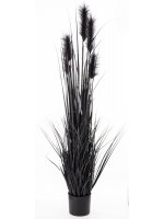 Roślina Dekoracyjna