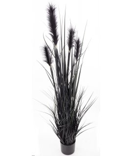 Roślina Dekoracyjna