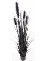 Roślina Dekoracyjna