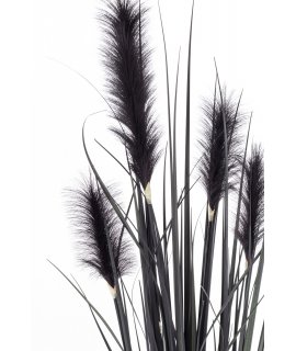 Roślina Dekoracyjna