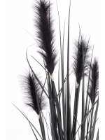 Roślina Dekoracyjna