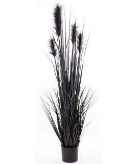 Roślina Dekoracyjna