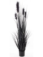 Roślina Dekoracyjna