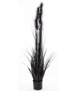 Roślina Dekoracyjna