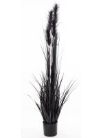 Roślina Dekoracyjna