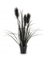 Roślina Dekoracyjna