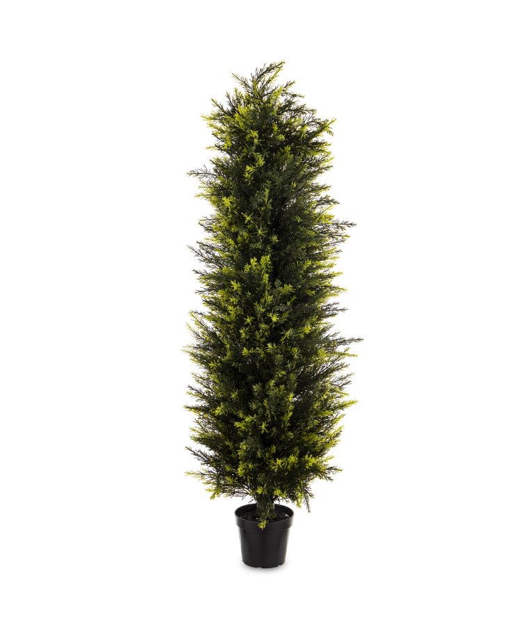 Krzew Dekoracyjny Cyprys