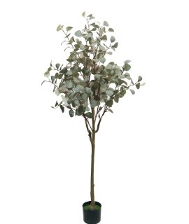 Drzewko Dekoracyjne Eukaliptus