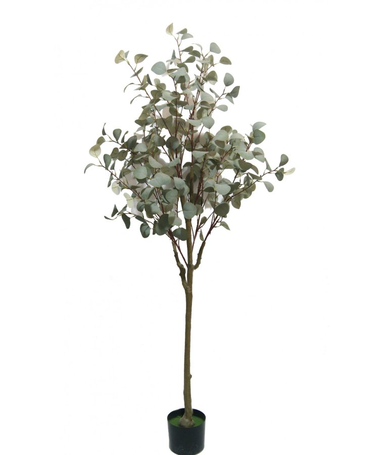 Drzewko Dekoracyjne Eukaliptus