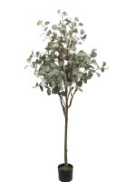 Drzewko Dekoracyjne Eukaliptus