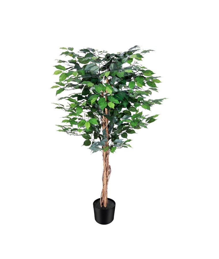 Roślina Dekoracyjna Fikus