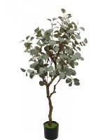 Drzewko Dekoracyjne Eukaliptus