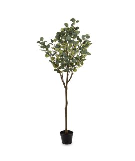 Drzewko Dekoracyjne Eukaliptus