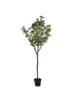 Drzewko Dekoracyjne Eukaliptus