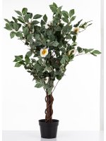 Drzewko Dekoracyjne Kamelia