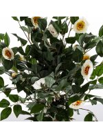 Drzewko Dekoracyjne Kamelia