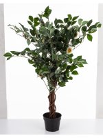 Drzewko Dekoracyjne Kamelia