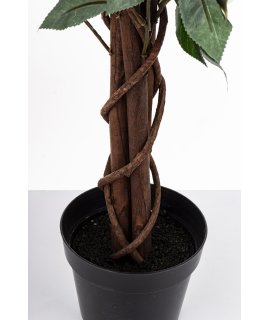 Drzewko Dekoracyjne Kamelia