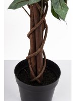 Drzewko Dekoracyjne Kamelia