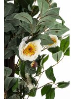 Drzewko Dekoracyjne Kamelia