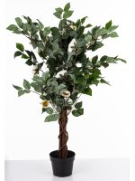 Drzewko Dekoracyjne Kamelia