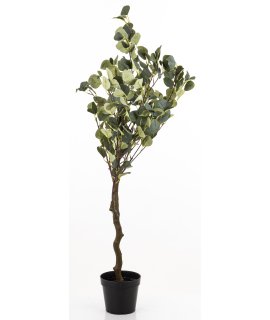 Drzewko Dekoracyjne Eukaliptus