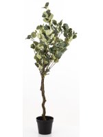 Drzewko Dekoracyjne Eukaliptus