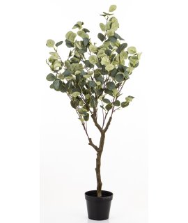 Drzewko Dekoracyjne Eukaliptus