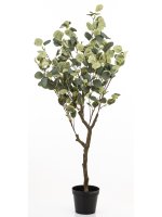 Drzewko Dekoracyjne Eukaliptus