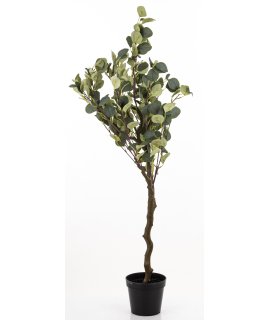 Drzewko Dekoracyjne Eukaliptus