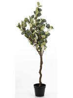 Drzewko Dekoracyjne Eukaliptus