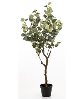 Drzewko Dekoracyjne Eukaliptus