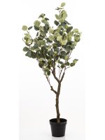 Drzewko Dekoracyjne Eukaliptus