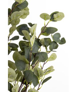 Drzewko Dekoracyjne Eukaliptus