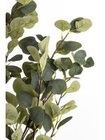 Drzewko Dekoracyjne Eukaliptus