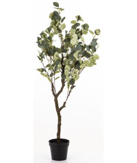 Drzewko Dekoracyjne Eukaliptus