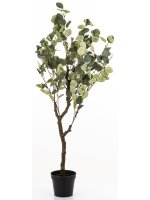 Drzewko Dekoracyjne Eukaliptus