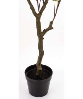 Drzewko Dekoracyjne Eukaliptus