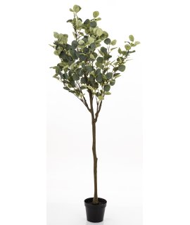 Drzewko Dekoracyjne Eukaliptus
