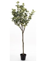 Drzewko Dekoracyjne Eukaliptus