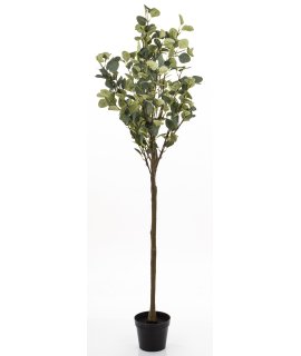 Drzewko Dekoracyjne Eukaliptus