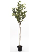 Drzewko Dekoracyjne Eukaliptus