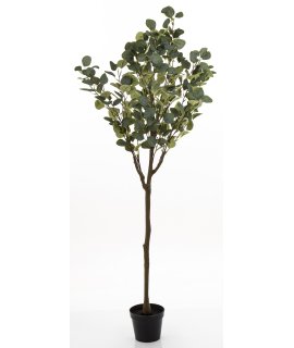 Drzewko Dekoracyjne Eukaliptus