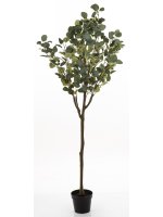 Drzewko Dekoracyjne Eukaliptus