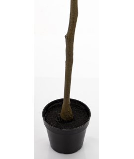 Drzewko Dekoracyjne Eukaliptus